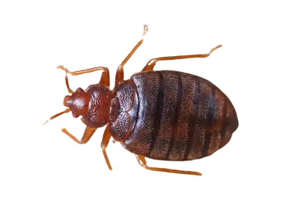 Bed Bug Control service Dubai