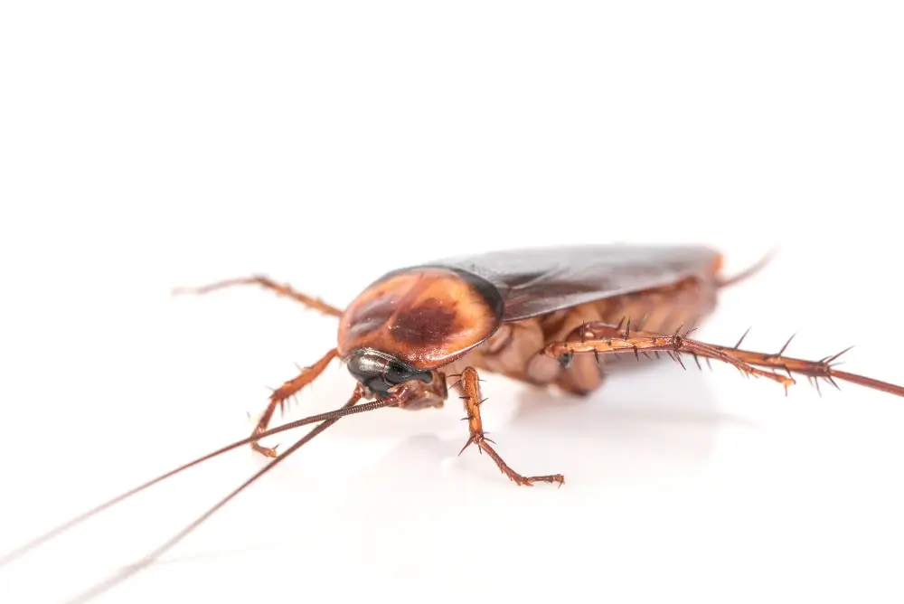 Cockroach Control service Dubai