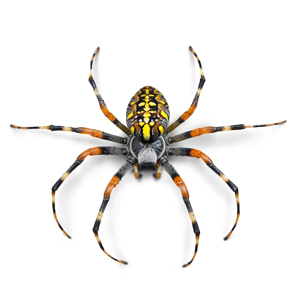 Spider Control service Dubai