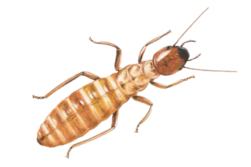 Termite Control service Dubai