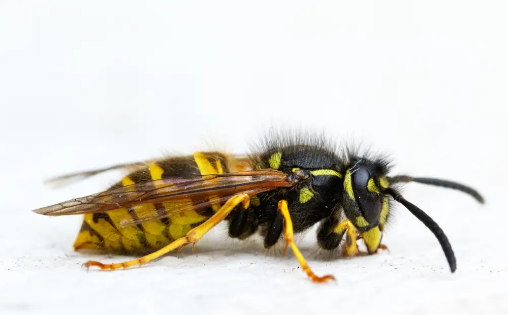 Wasp Control service Dubai